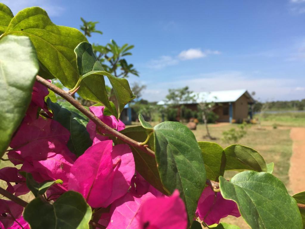 Rho Sigiriya Lake Edge Retreat Kibissa Zewnętrze zdjęcie